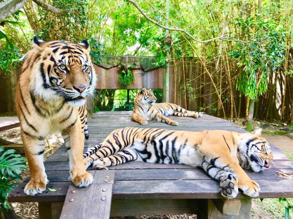 Best Zoos in Australia - Australia Zoo