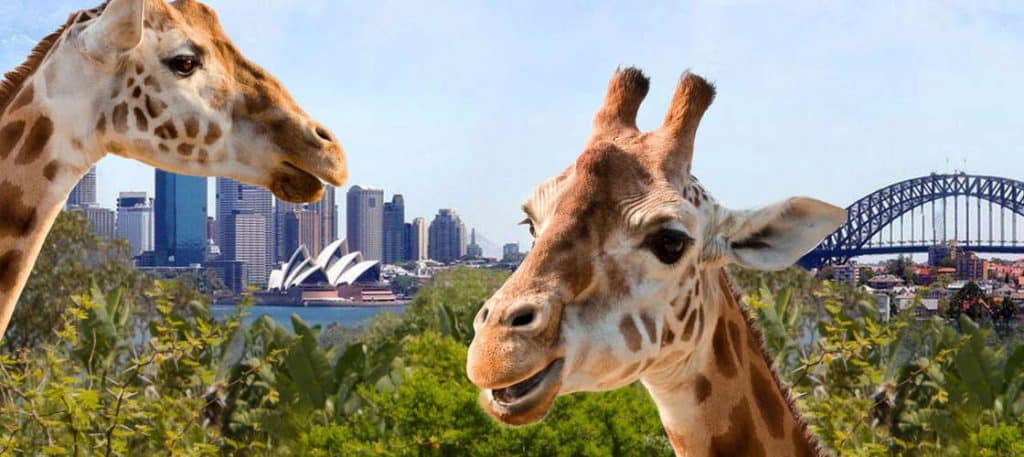 Best Zoos in Australia - Taronga Zoo