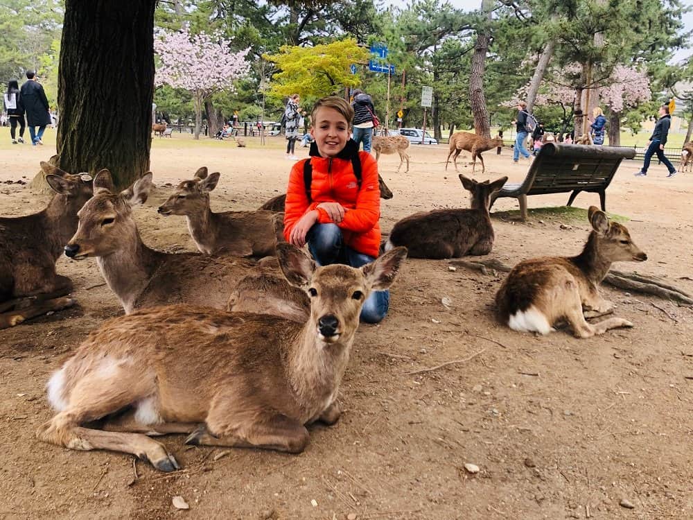 nara deer park japan