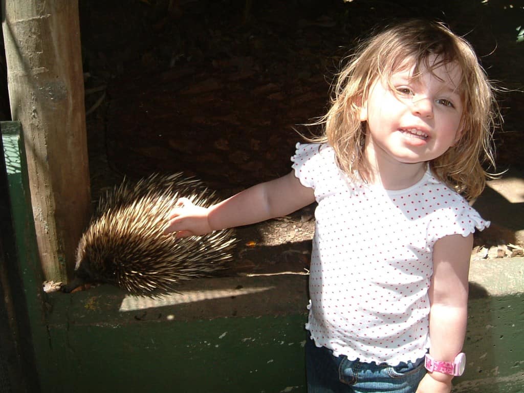 Patting an Echidna at Adelaide Zoo