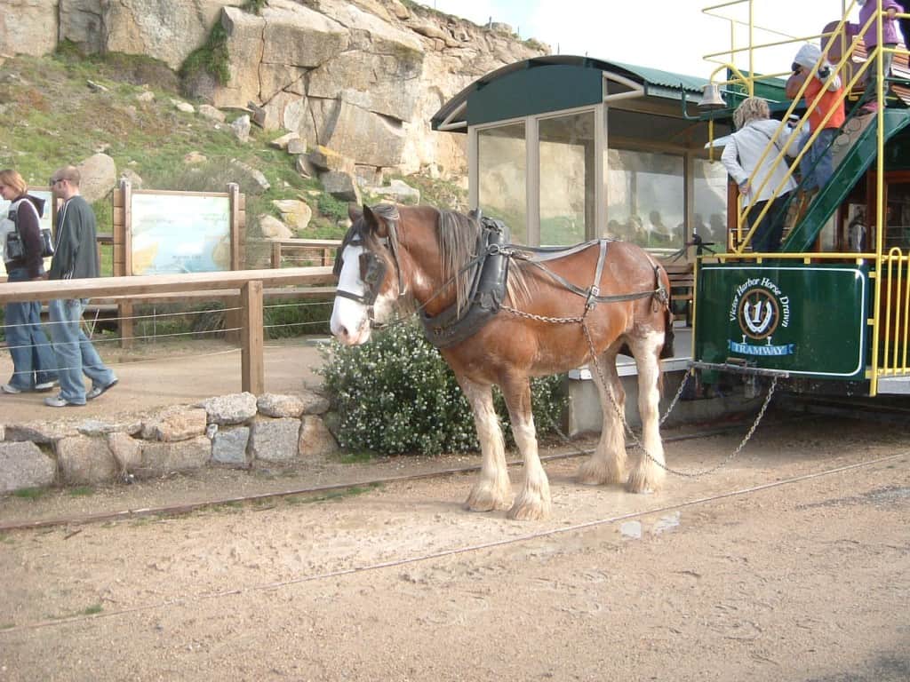 Horse Drawn Tram Victor Harbor SA