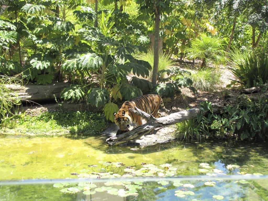 Tiger at Adelaide Zoo