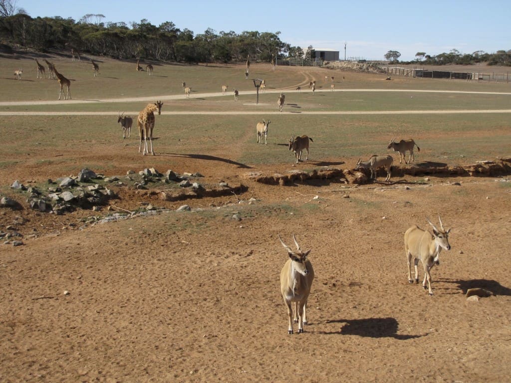 African Savanna at Monarto Zoo