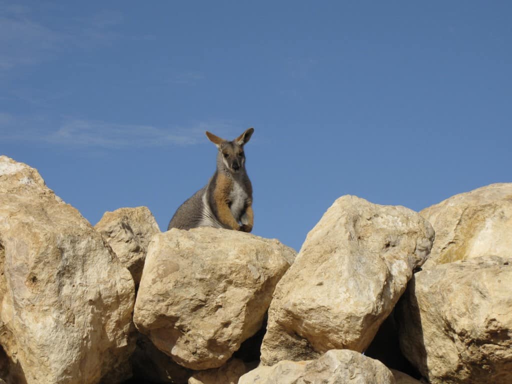 Rock Wallaby Enclosure at Monarto Zoo