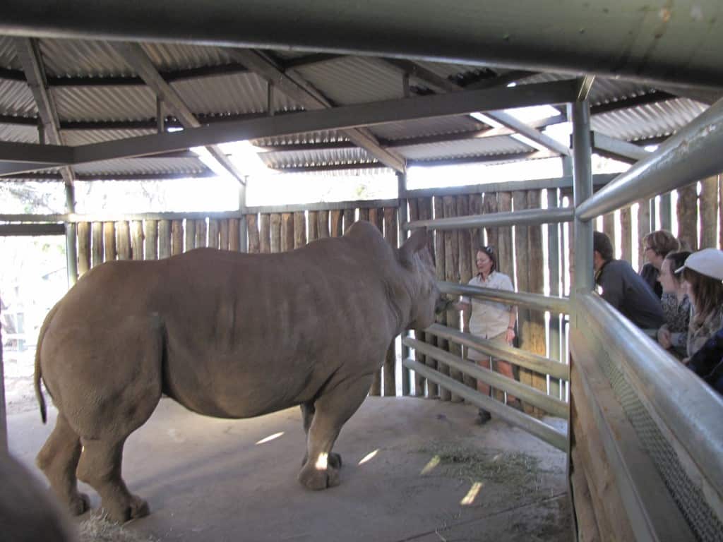 Rhino Keeper Talk at Monarto Zoo