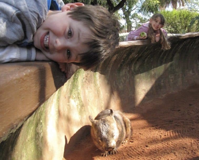 Wombat at Adelaide Zoo