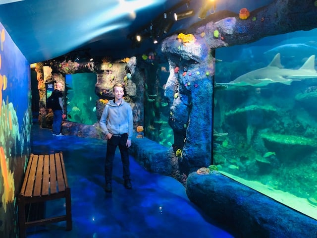 REVIEW: SEA LIFE Sydney Aquarium | A Perfect Day Out for Families