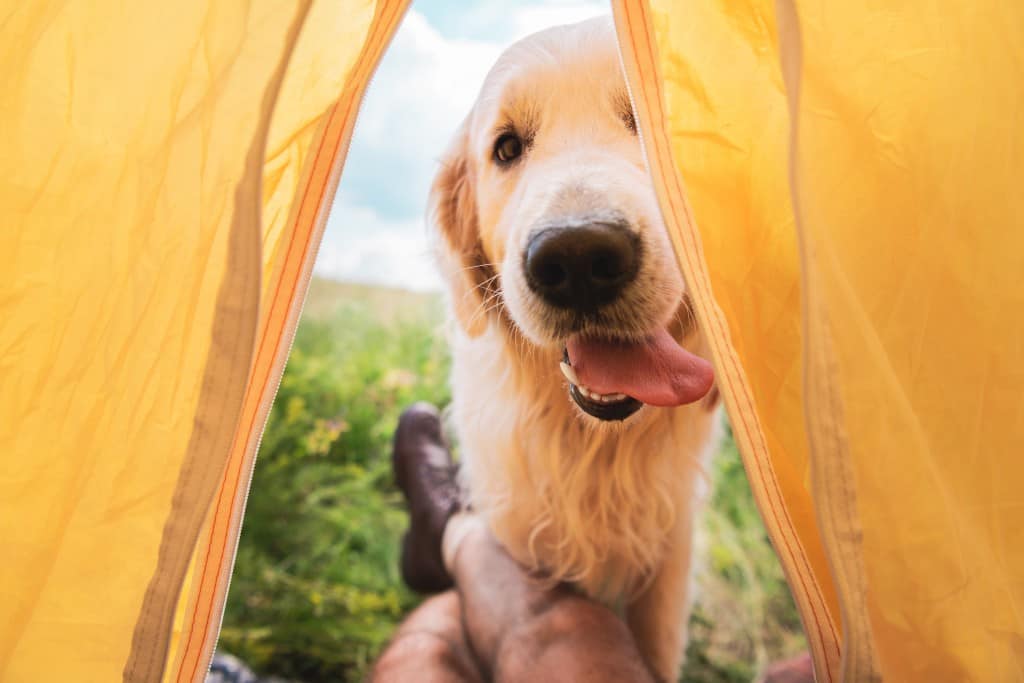 dog friendly camping victoria
