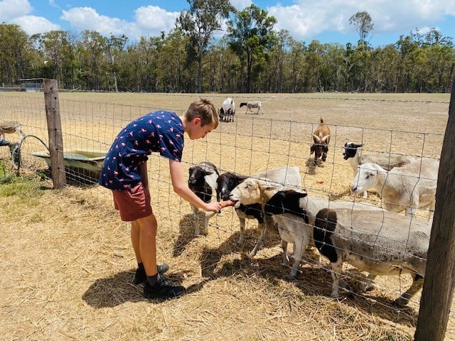 Splitters Farm feeding the animals
