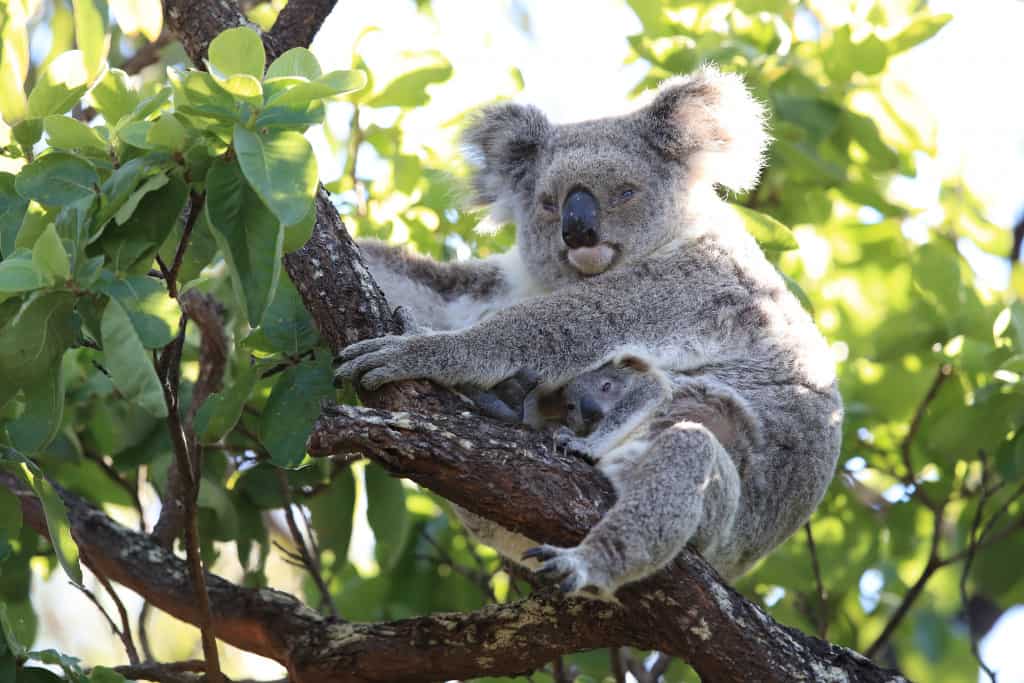 spot koalas at Forts Walk Magnetic Island