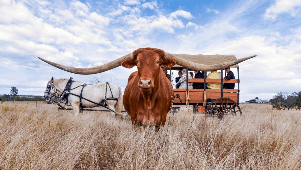 Texas Longhorn wagon tour, Leahton Park