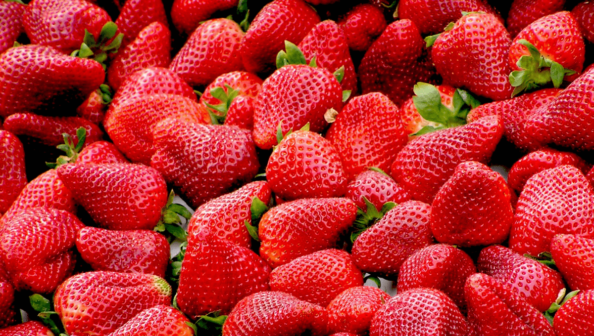 Strawberry Picking Brisbane