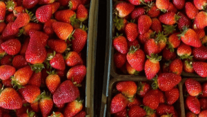 strawberry picking melbourne