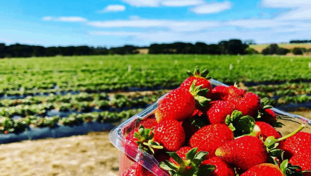 strawberry picking melbourne