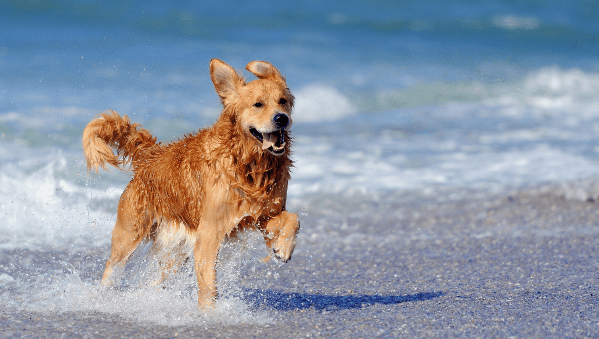 Dog Friendly Beaches Gold Coast