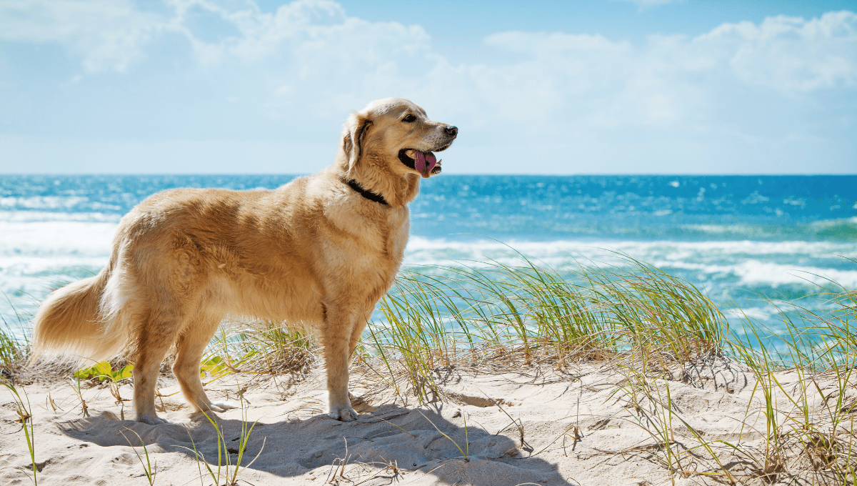 Dog Friendly Beaches Sunshine Coast