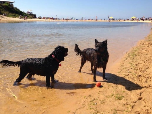 dog friendly beaches sydney