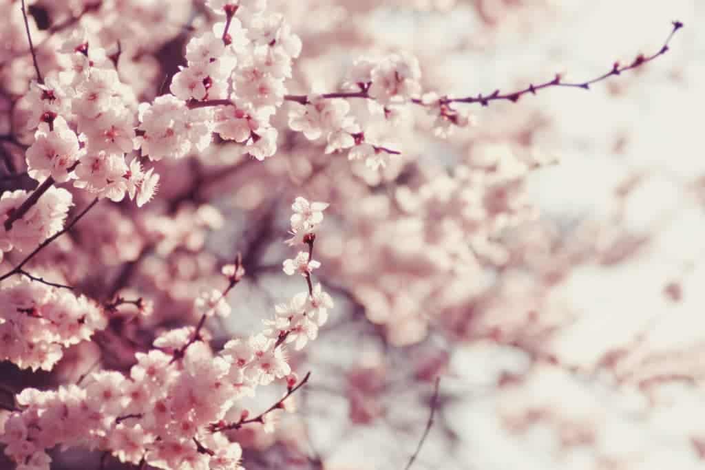 osaka with kids cherry blossoms