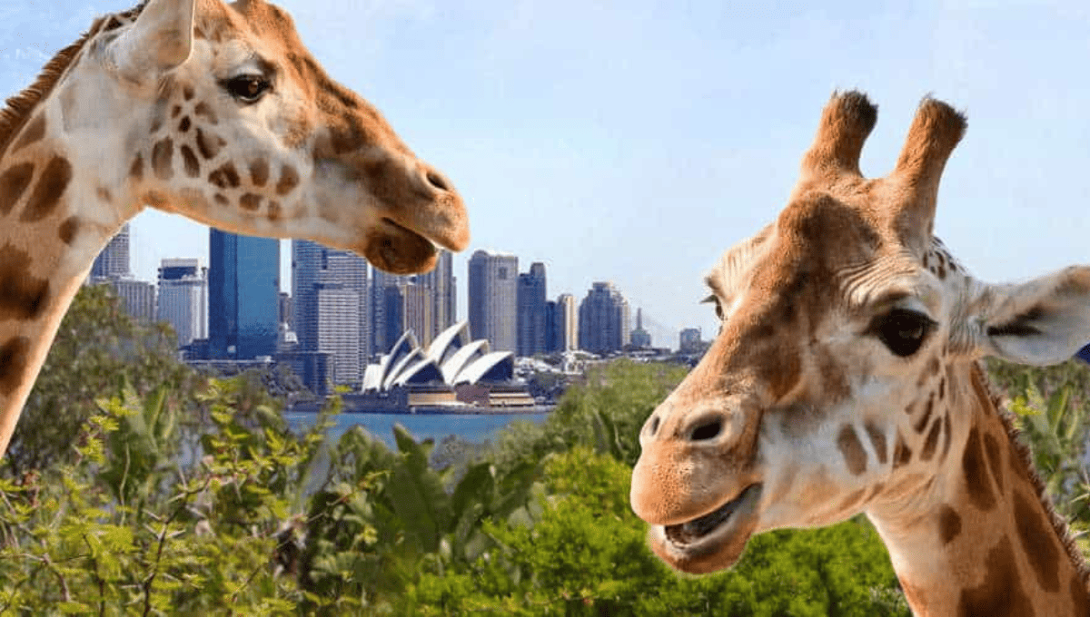 Best Zoos in Australia - Taronga Zoo